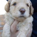 Cream Labradoodle Puppies For Sale