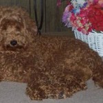 Apricot Fleece Labradoodle