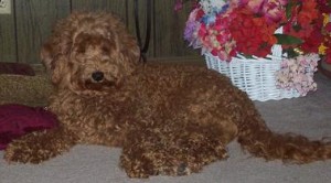 Apricot Fleece Labradoodle