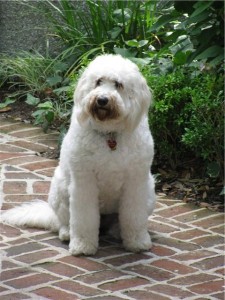 white F1 labradoodle with thick coat