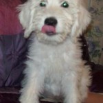 White Labradoodle Puppies For Sale