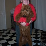 female red standard poodle