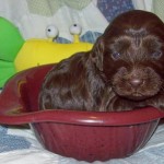 Chocolate Labradoodle Puppy For Sale