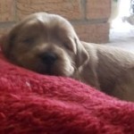 Female Australian Labradoodle Puppies