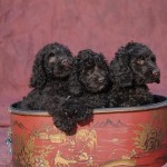 Australian Labradoodle Puppies For Sale