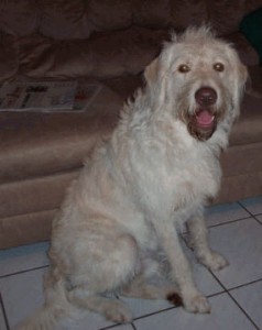white F1 labradoodle with thin coat