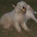 white female F1 labradoodle