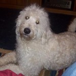 F1 White Labradoodle