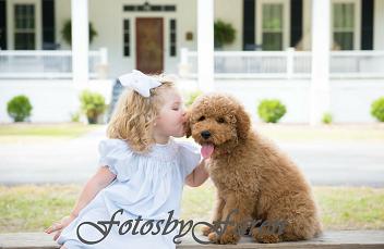 gabby and rocco Labradoodle puppy