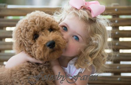 Brown Labradoodle Puppy