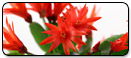 easter-cactus