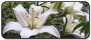 easter-lily