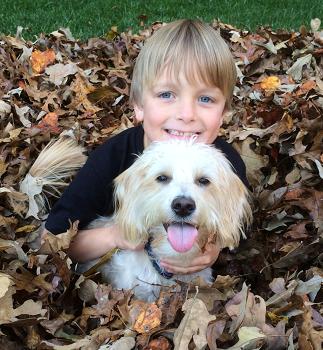 Labradoodle puppy with little boy
