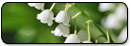 lily-of-the-valley