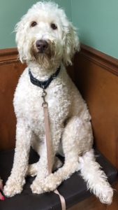 female f2 white standard labradoodle