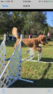 pearl at her agility park