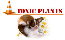 toxicplants_title1