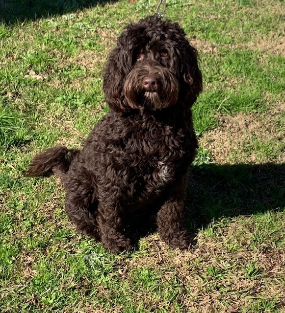 tapperhed Afskrække sendt Labradoodle Puppies for Sale by Breeder in SC | Danmar Labradoodles