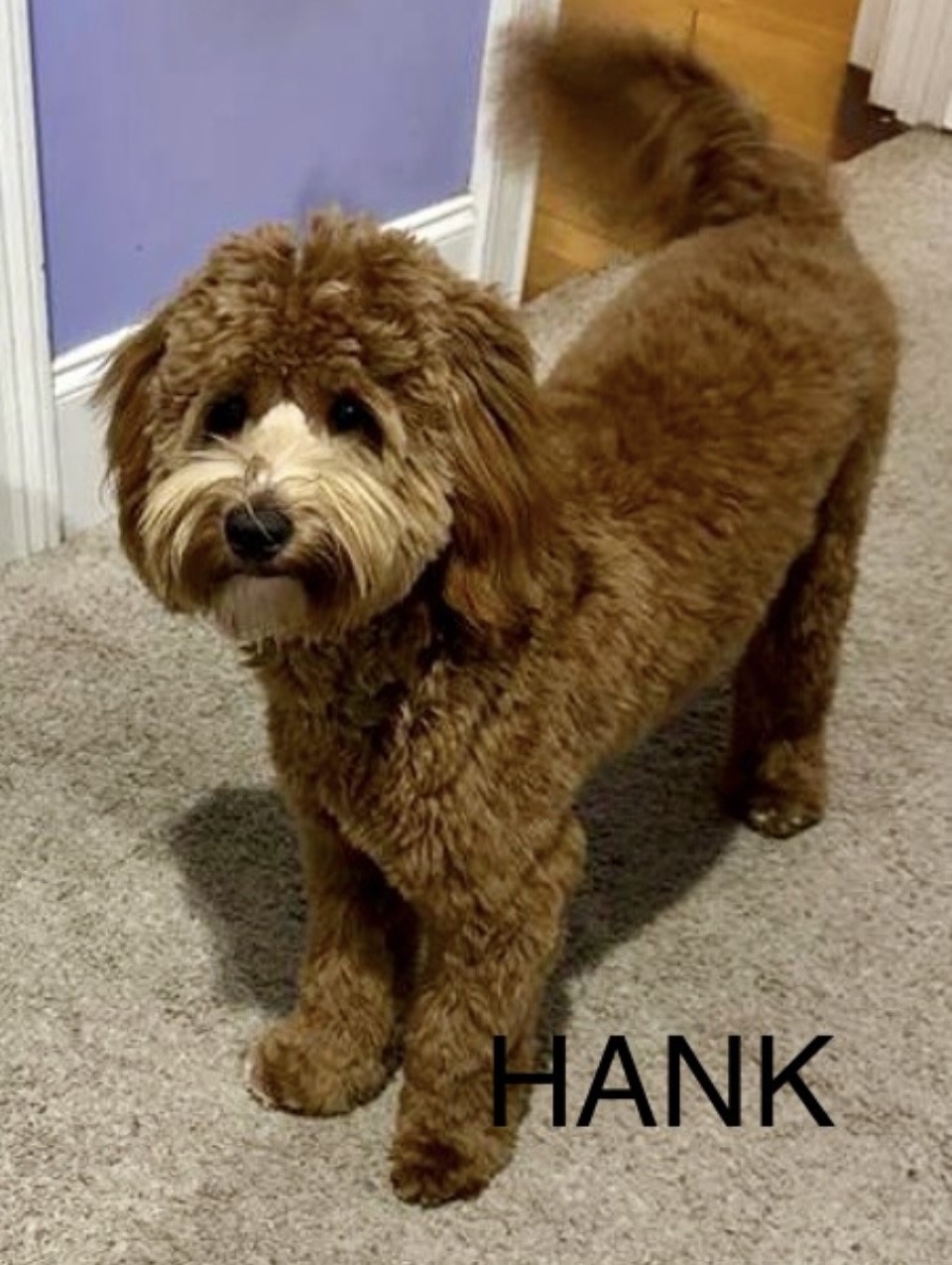 Labradoodle Puppies for Sale by Breeder in SC Danmar Labradoodles