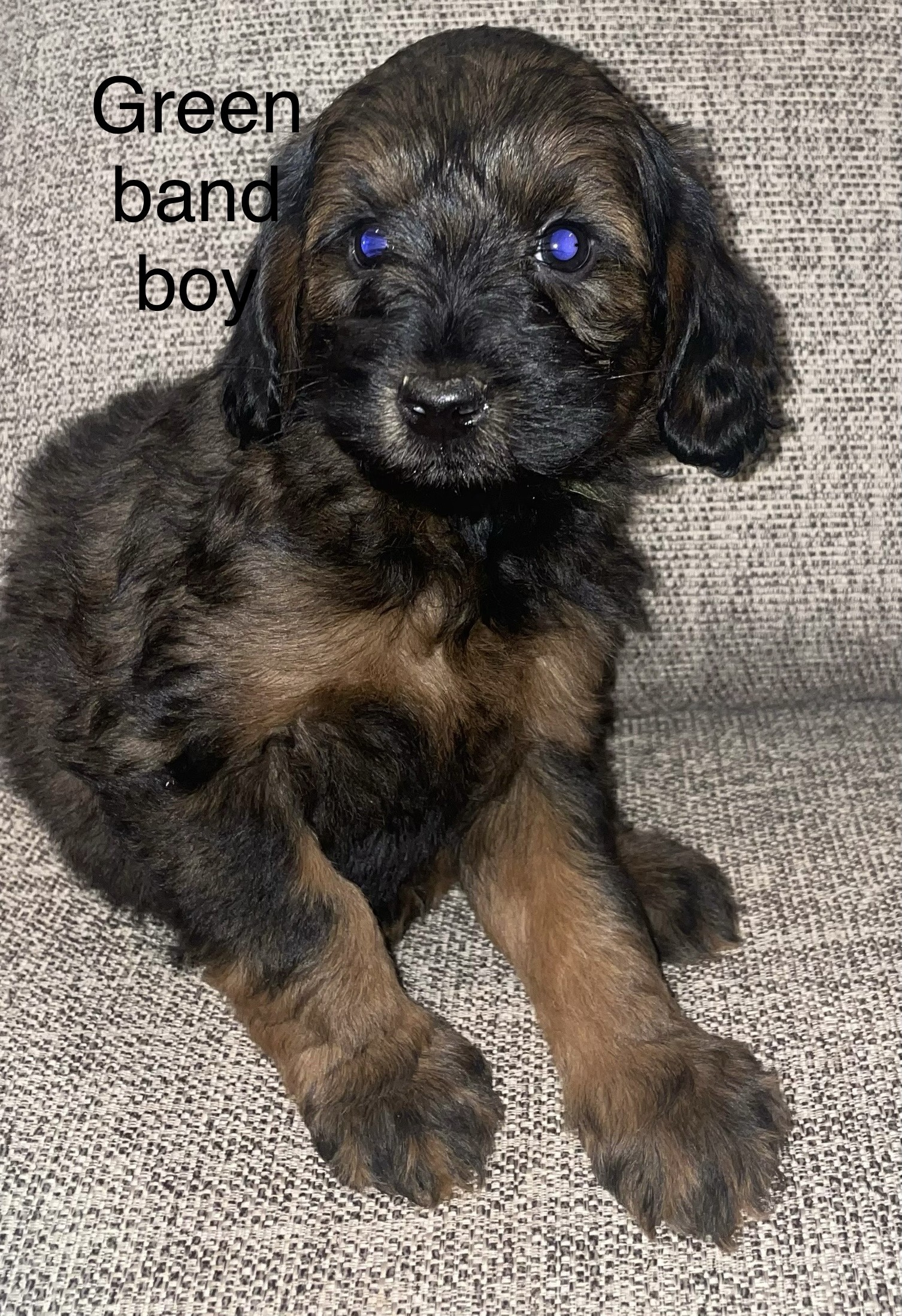 Labradoodle Puppies for Sale by Breeder in SC Danmar Labradoodles